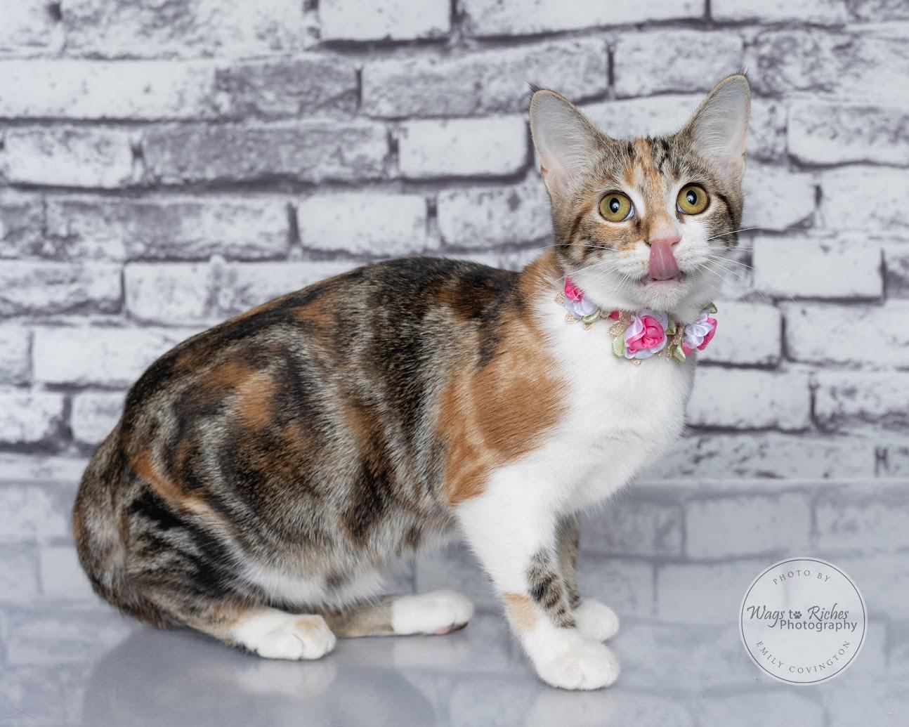 Enlarge Cupcake, a Adoptable mixed breed in Tuscaloosa, AL image 3/6