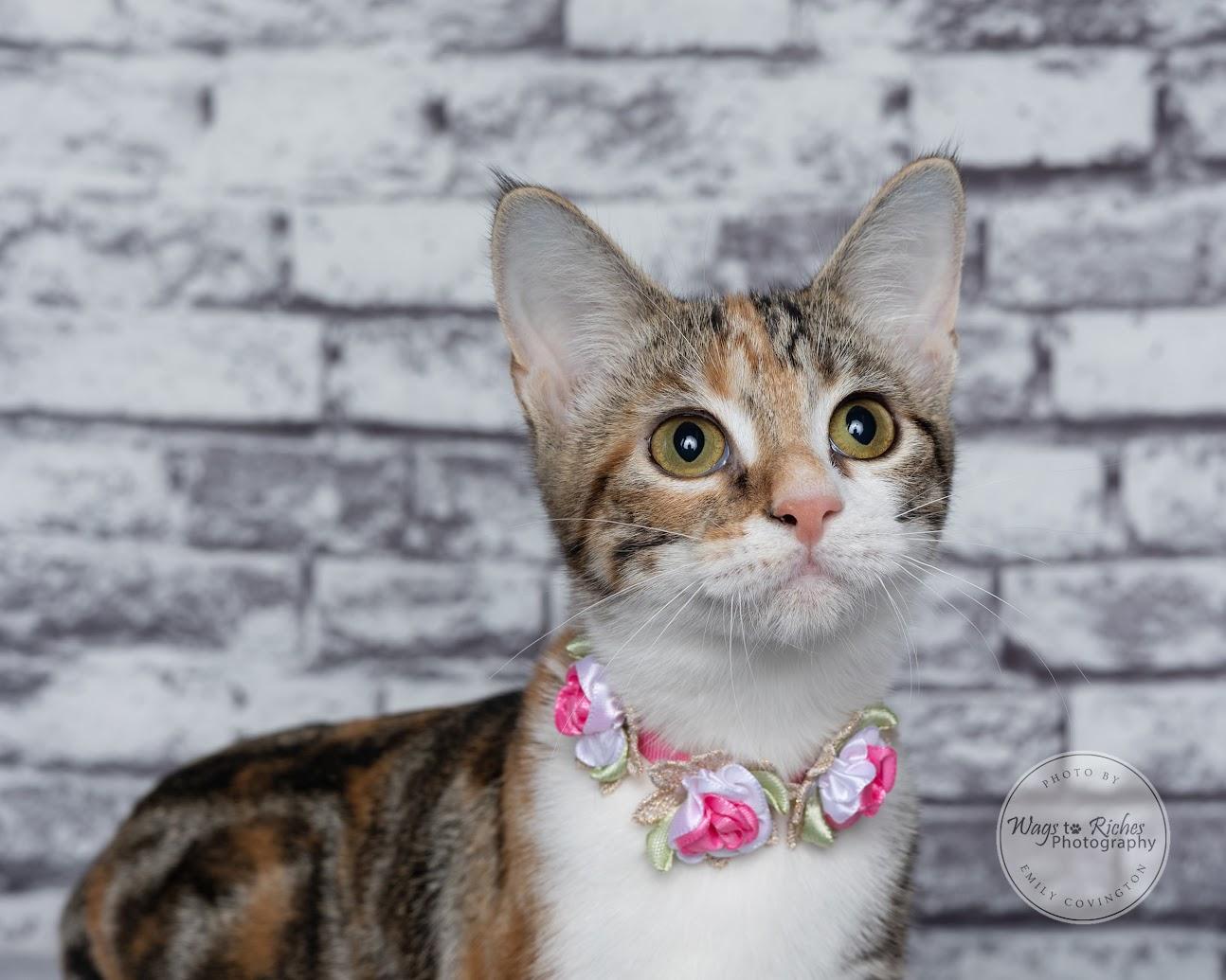 Enlarge Cupcake, a Adoptable mixed breed in Tuscaloosa, AL image 2/6