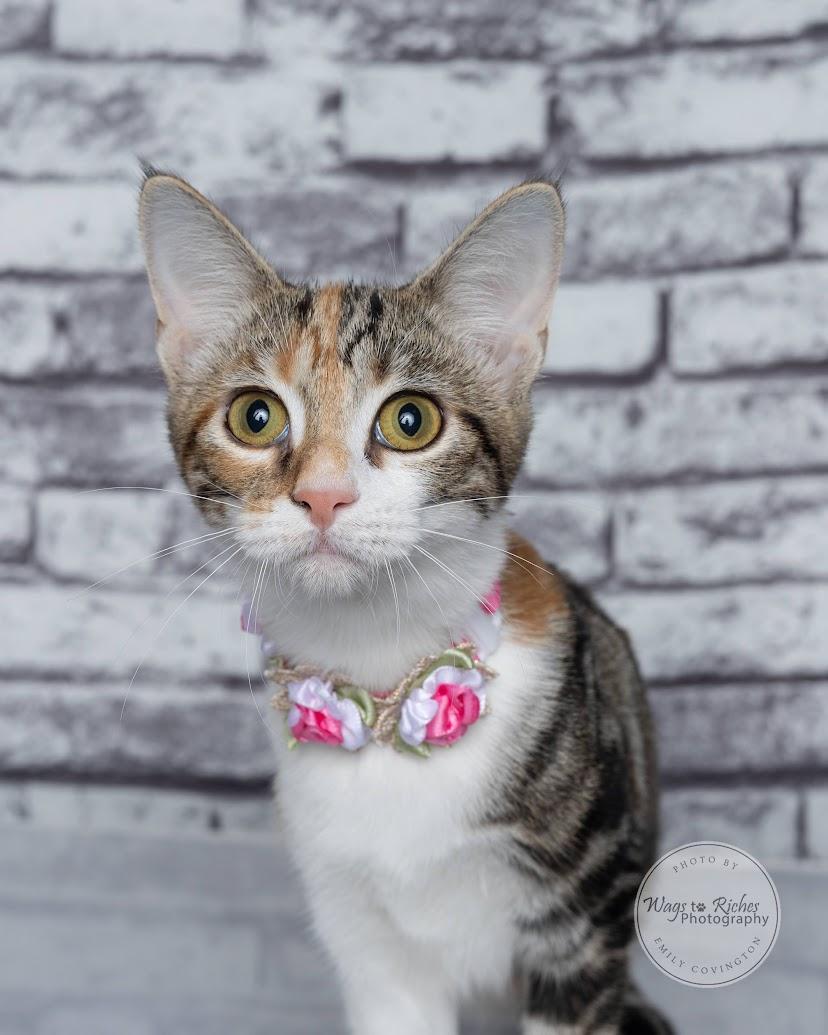 Enlarge Cupcake, a Adoptable mixed breed in Tuscaloosa, AL image 5/6