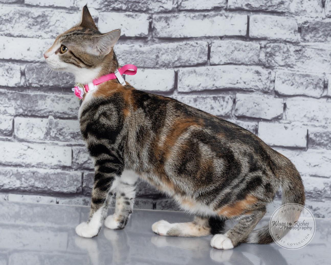 Enlarge Cupcake, a Adoptable mixed breed in Tuscaloosa, AL image 4/6