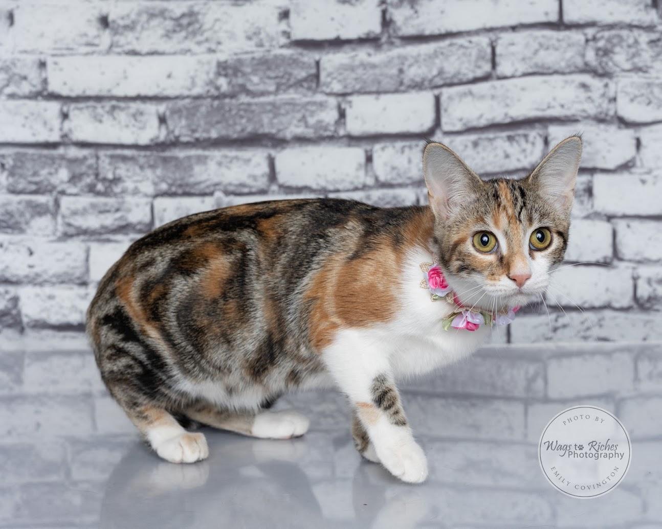 Enlarge Cupcake, a Adoptable mixed breed in Tuscaloosa, AL image 6/6