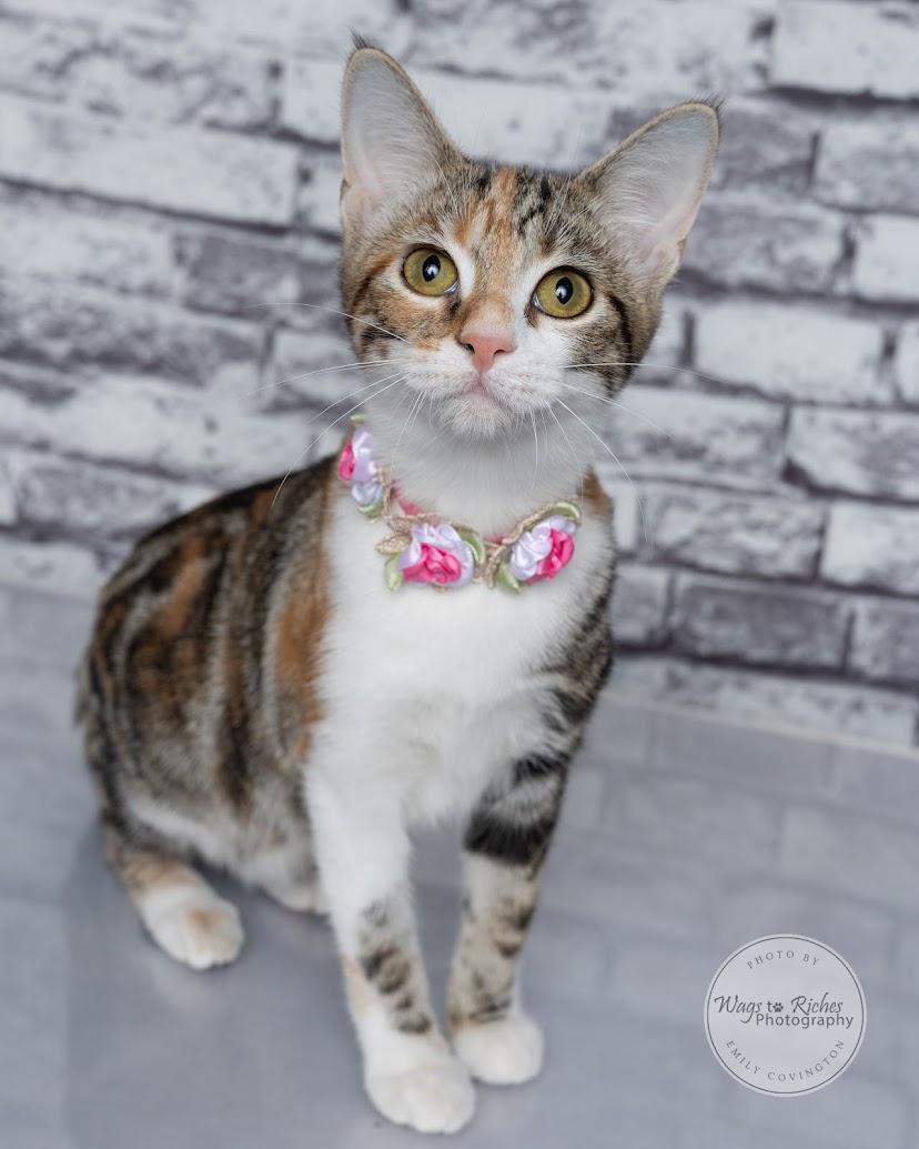 Cupcake, Adoptable, Kitten Female Torbie & Domestic Short Hair.