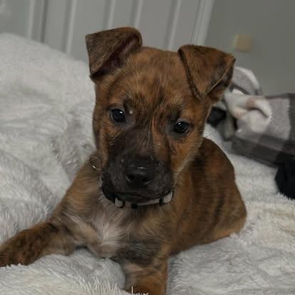 Enlarge Shivers, an adopted Mixed Breed in St. Albans, VT image 2/5