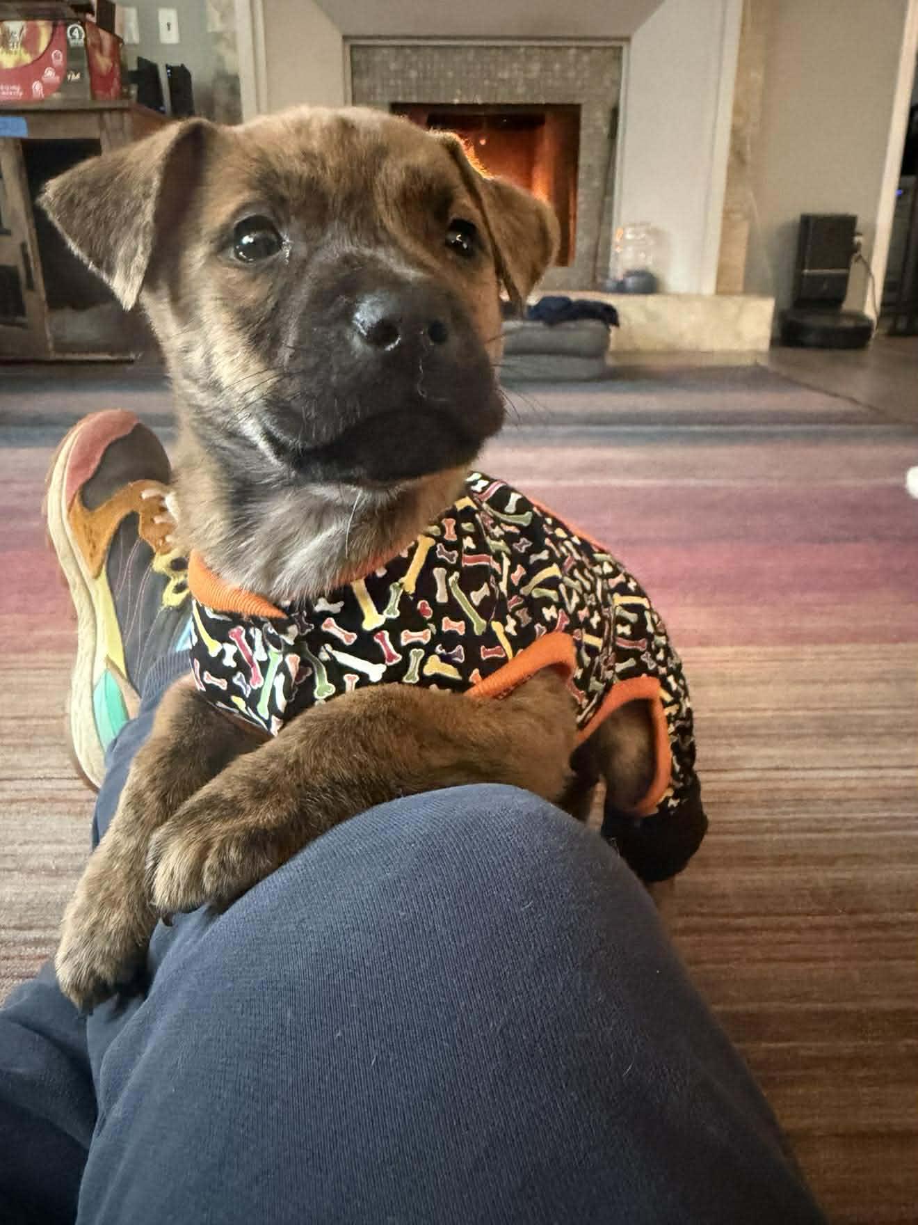 Enlarge Shivers, a ADOPTABLE Mixed Breed in St. Albans, VT image 2/2