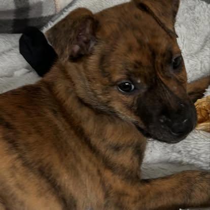 Enlarge Shivers, an adopted Mixed Breed in St. Albans, VT image 5/5