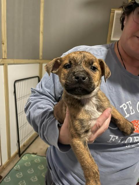 Shivers, ADOPTABLE, Puppy Male Mixed Breed.
