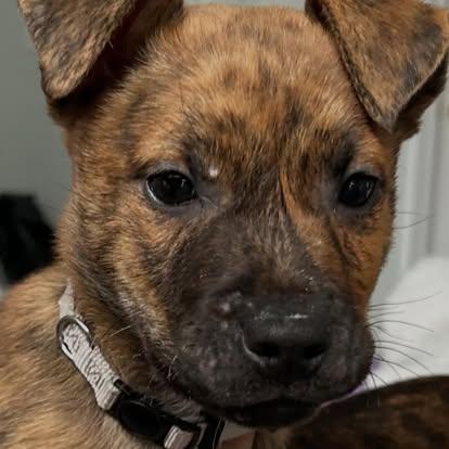 Enlarge Shivers, an adopted Mixed Breed in St. Albans, VT image 4/5