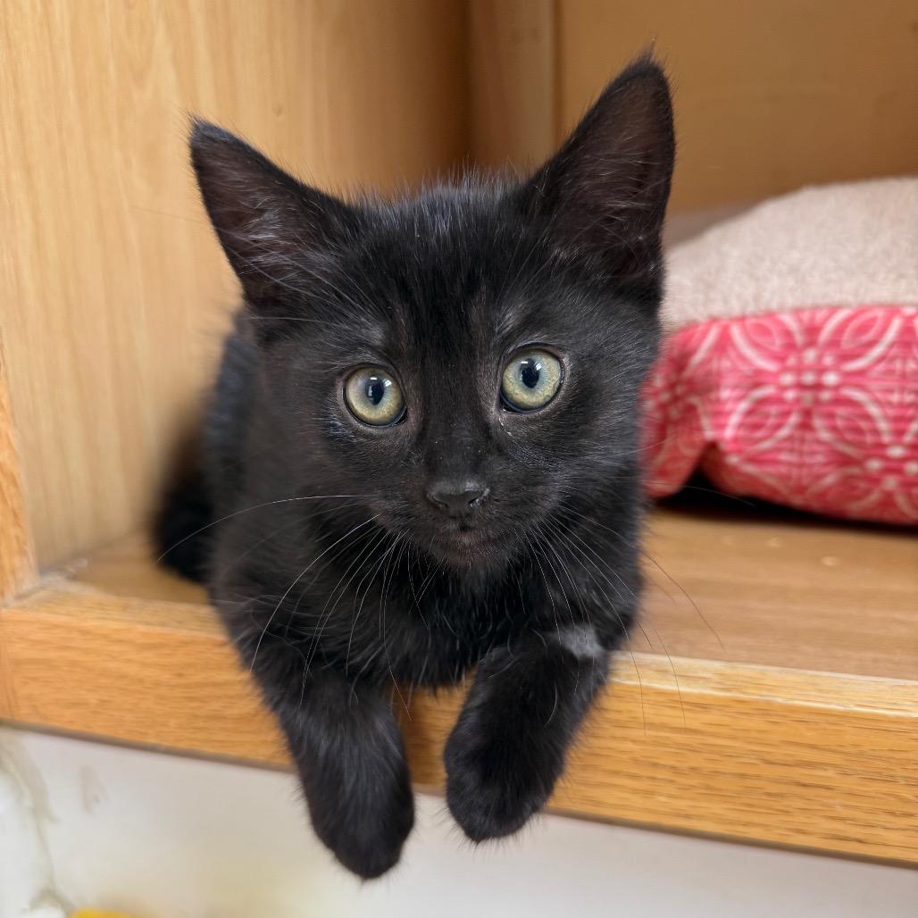 Enlarge Matterhorn, a ADOPTABLE Domestic Short Hair in Fenton, MI image 1/1