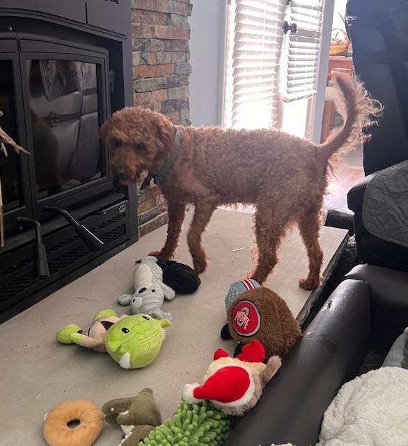 Franklin, Adoptable, Adult Male Poodle & Labrador Retriever.