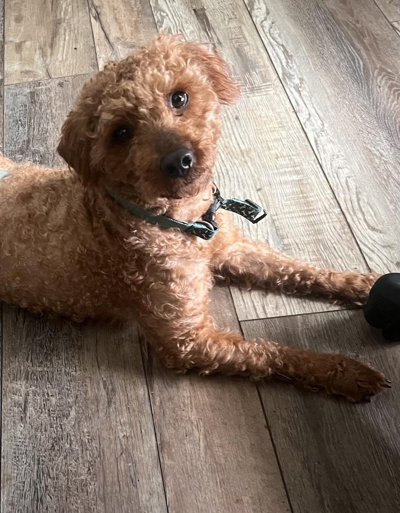 Enlarge Franklin, a Adoptable mixed breed in Milton, GA image 2/3