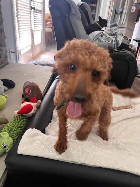 Enlarge Franklin, a Adoptable mixed breed in Milton, GA image 3/3