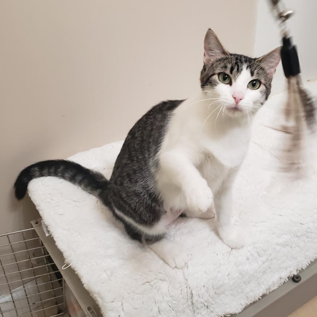 Mira, Adoptable, Adult Female Domestic Short Hair.