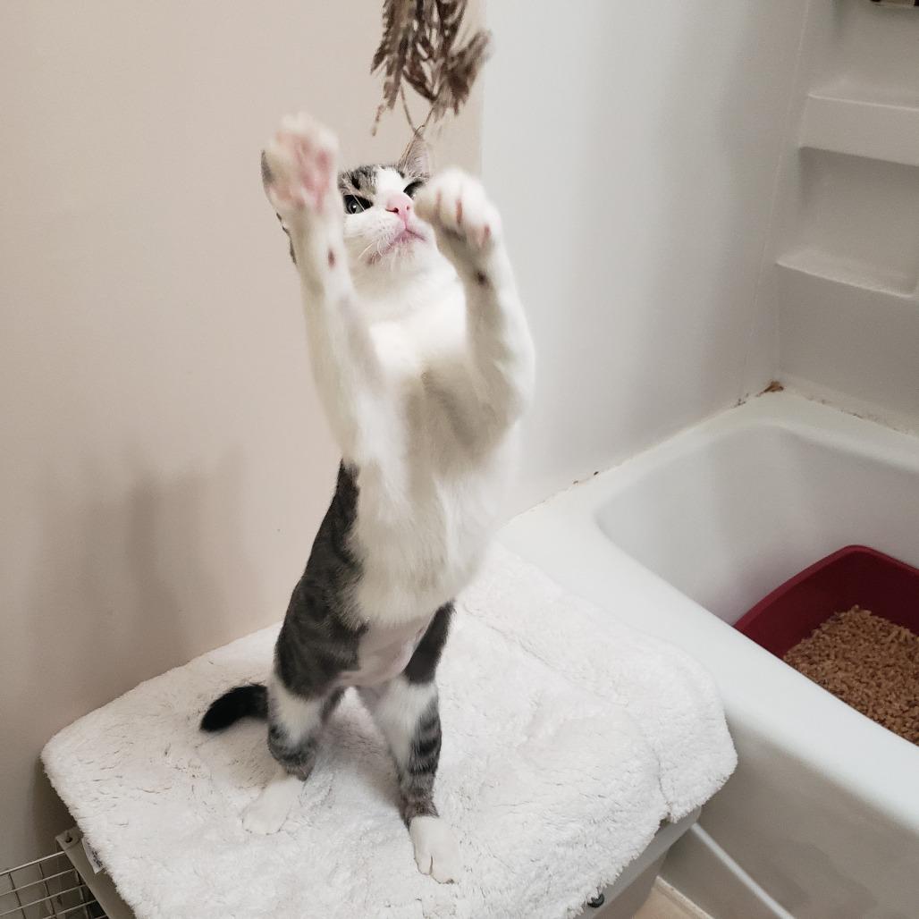 Enlarge Mira, a Adoptable Domestic Short Hair in Boulder, CO image 2/5