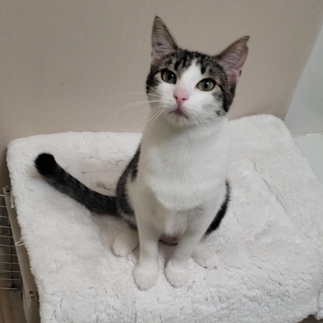 Enlarge Mira, a Adoptable Domestic Short Hair in Boulder, CO image 3/5