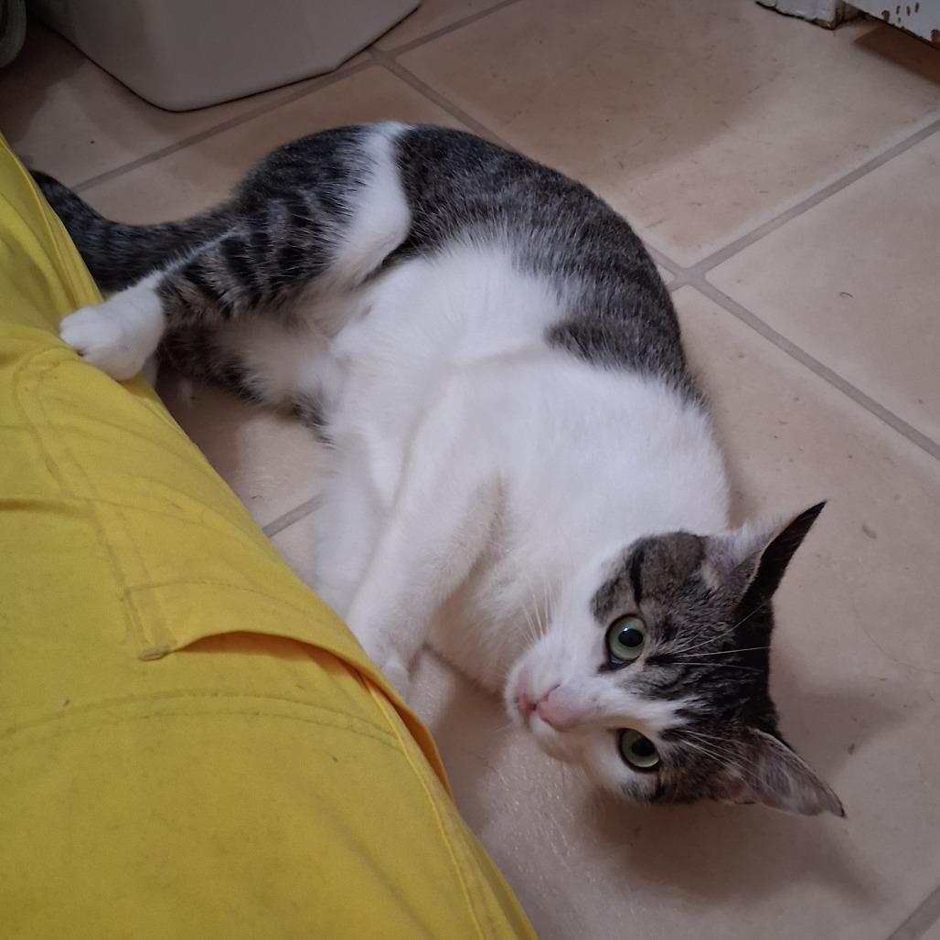 Enlarge Mira, a Adoptable Domestic Short Hair in Boulder, CO image 5/5