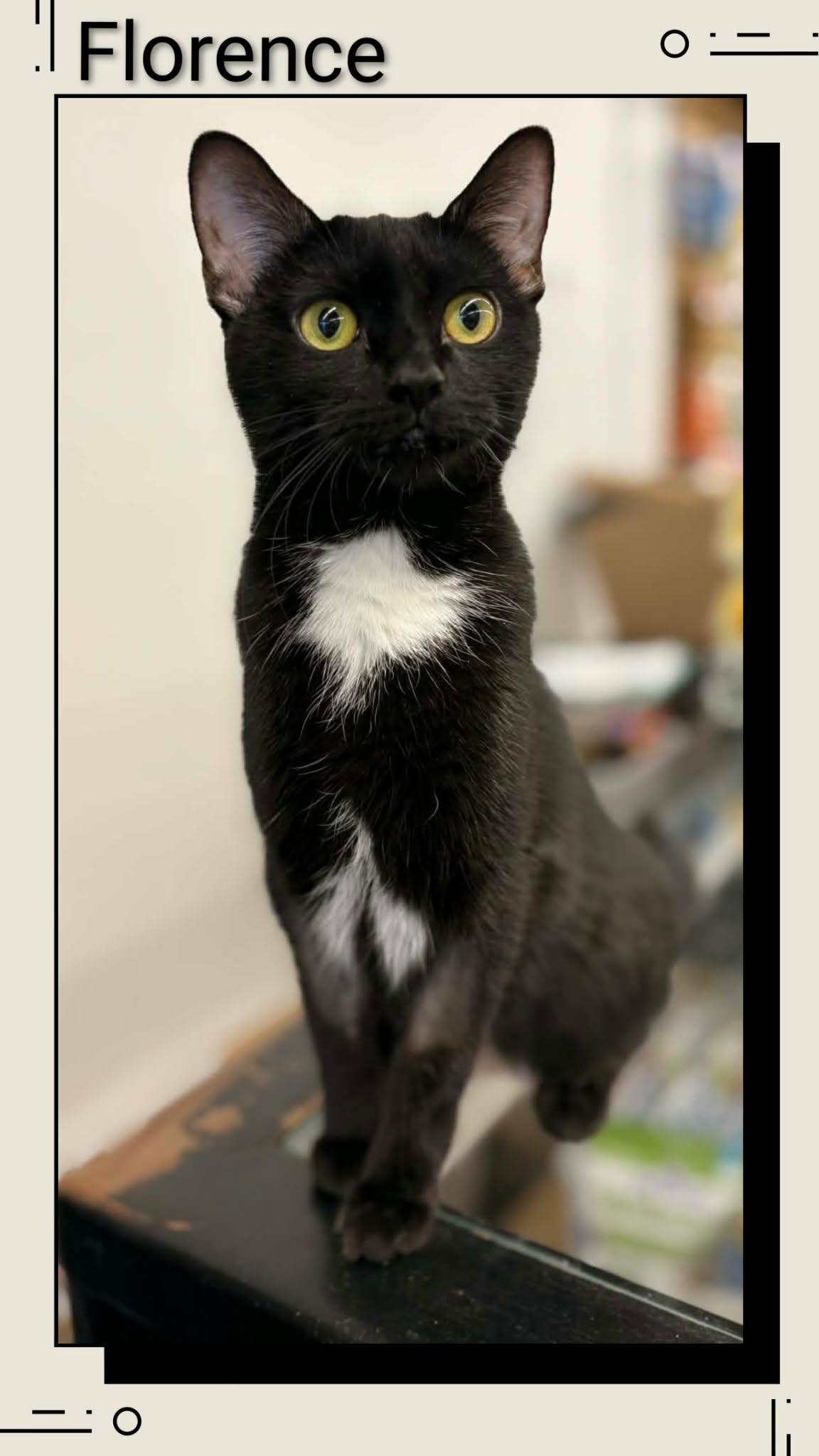 Enlarge Florence, a Adoptable Domestic Short Hair in Caistor Centre, ON image 1/1