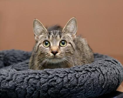 Darla, Adoptable, Adult Female Domestic Short Hair & Domestic Short Hair.