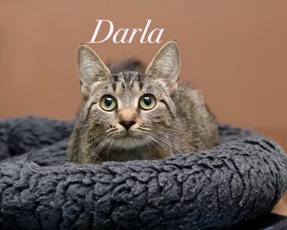 Darla, a Adoptable mixed breed in Parma, OH image 2/2