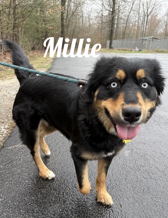 Enlarge Millie, a ADOPTABLE mixed breed in Manistee, MI image 1/1