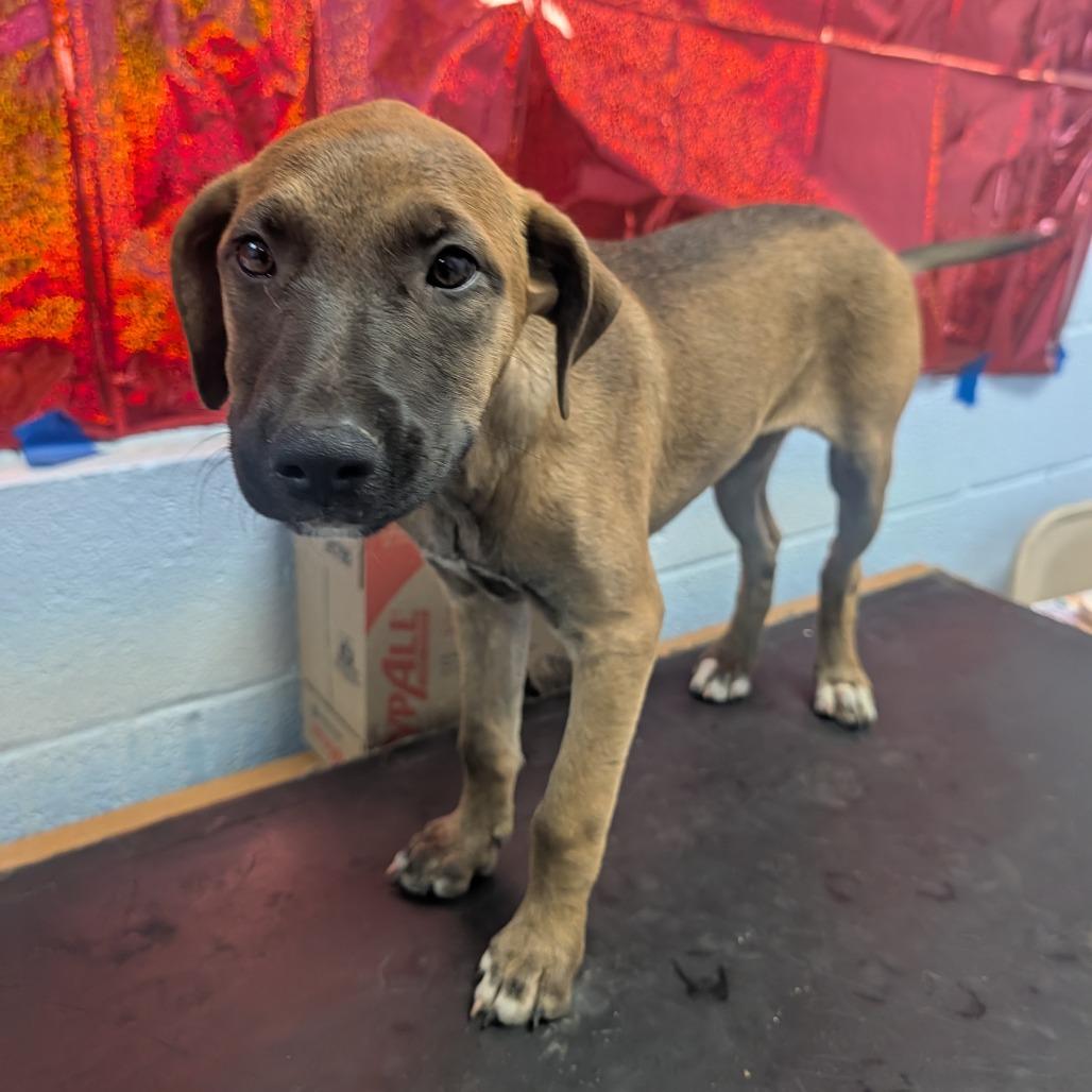 Enlarge Caramel aka Ziva(Coffee Litter), a Adoptable mixed breed in Amarillo, TX image 1/1