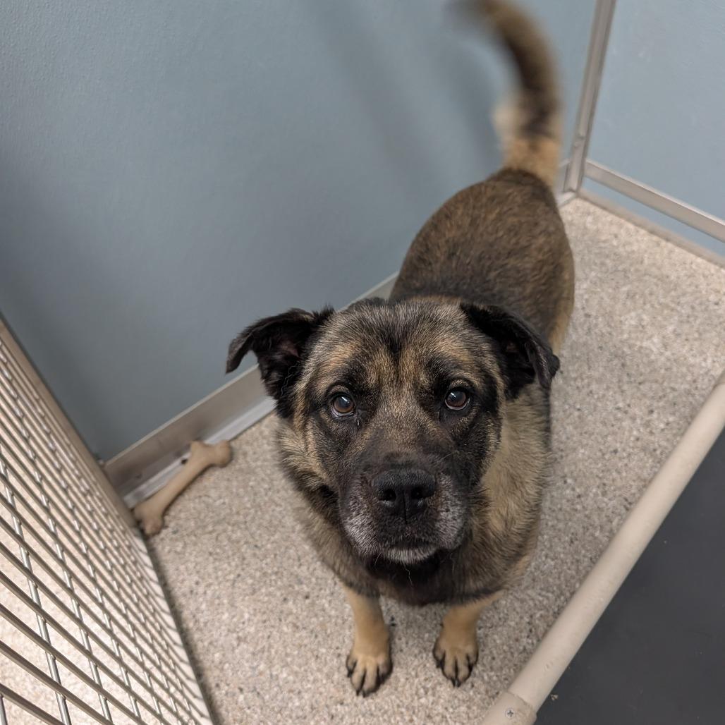 Tactix, Adoptable, Adult Male Chow Chow & Mixed Breed.