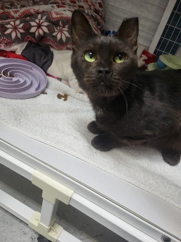 Sully, Adoptable, Adult Male Domestic Short Hair.