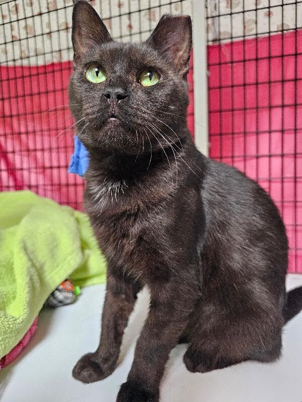 Sully, Adoptable, Adult Male Domestic Short Hair.