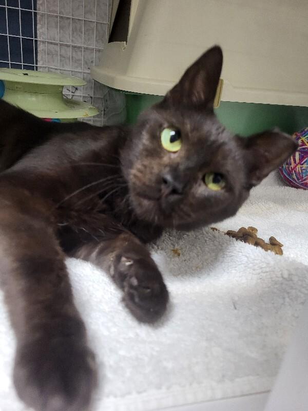 Enlarge Sully, a Adoptable Domestic Short Hair in Diamond Springs, CA image 2/6