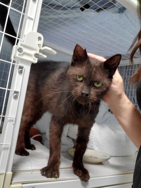 Enlarge Sully, a Adoptable Domestic Short Hair in Diamond Springs, CA image 3/6