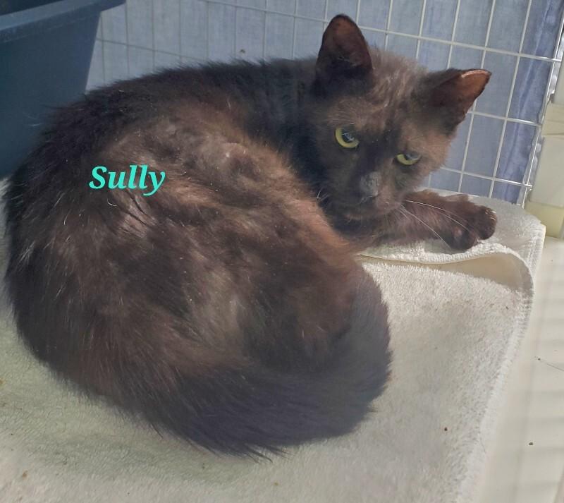 Enlarge Sully, a Adoptable Domestic Short Hair in Diamond Springs, CA image 4/6