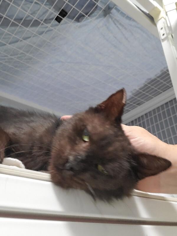 Enlarge Sully, a Adoptable Domestic Short Hair in Diamond Springs, CA image 5/6