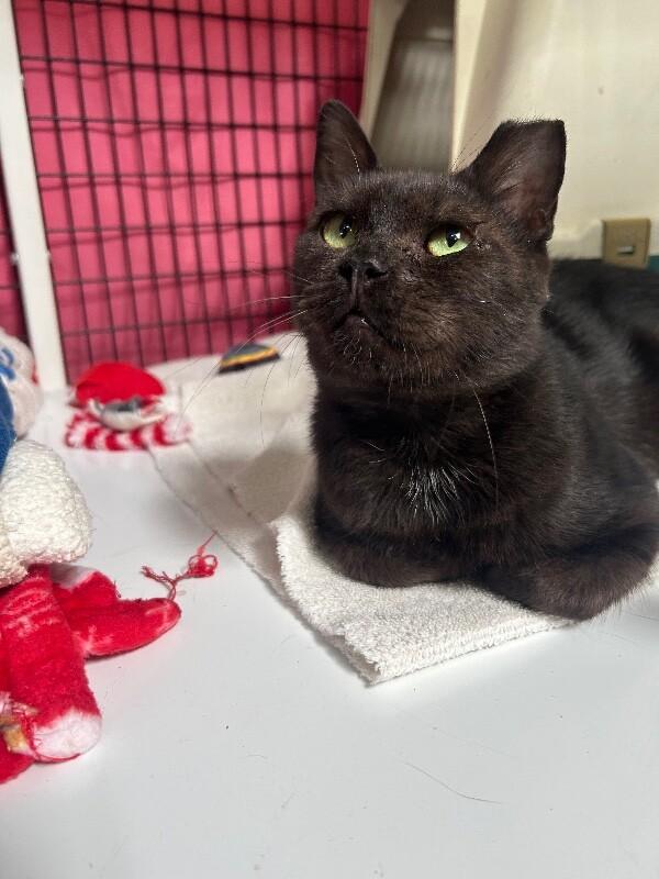 Enlarge Sully, a Adoptable Domestic Short Hair in Diamond Springs, CA image 6/6