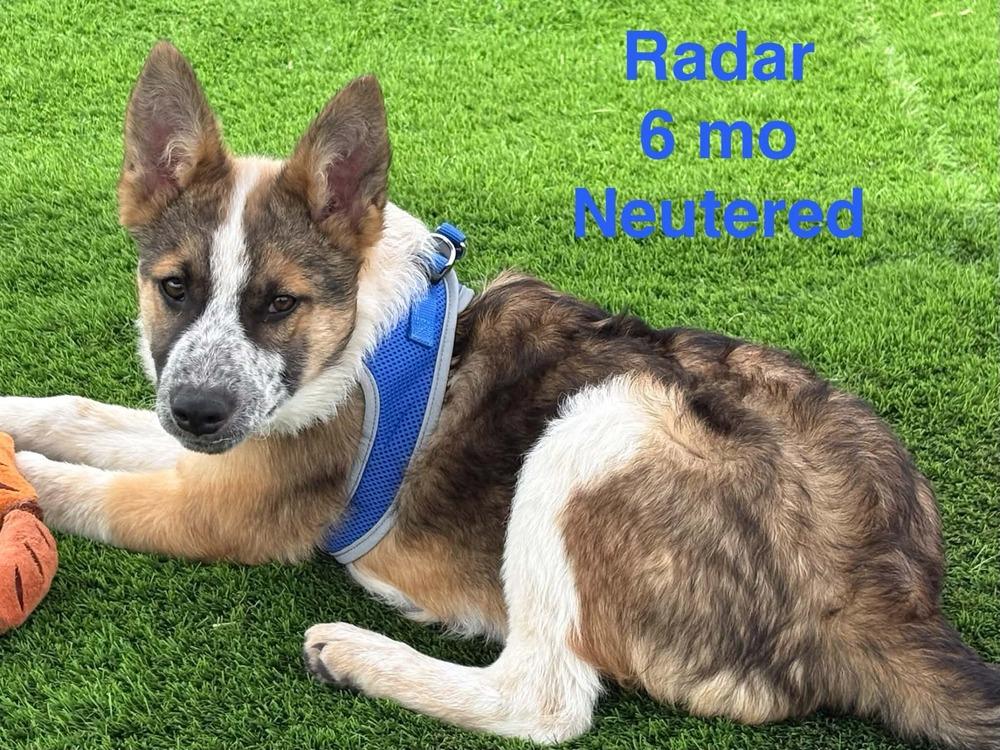 Radar, Adoptable, Young Male Shepherd & Mixed Breed.