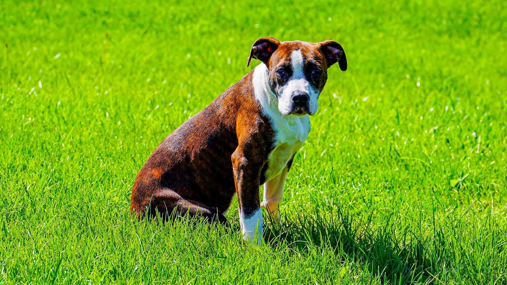 Sophie, adopted, Puppy Female Boxer & Pit Bull Terrier.