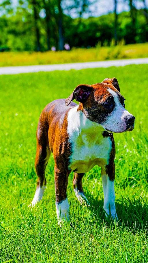 Enlarge Sophie, an adopted mixed breed in Kenton, OH image 2/2