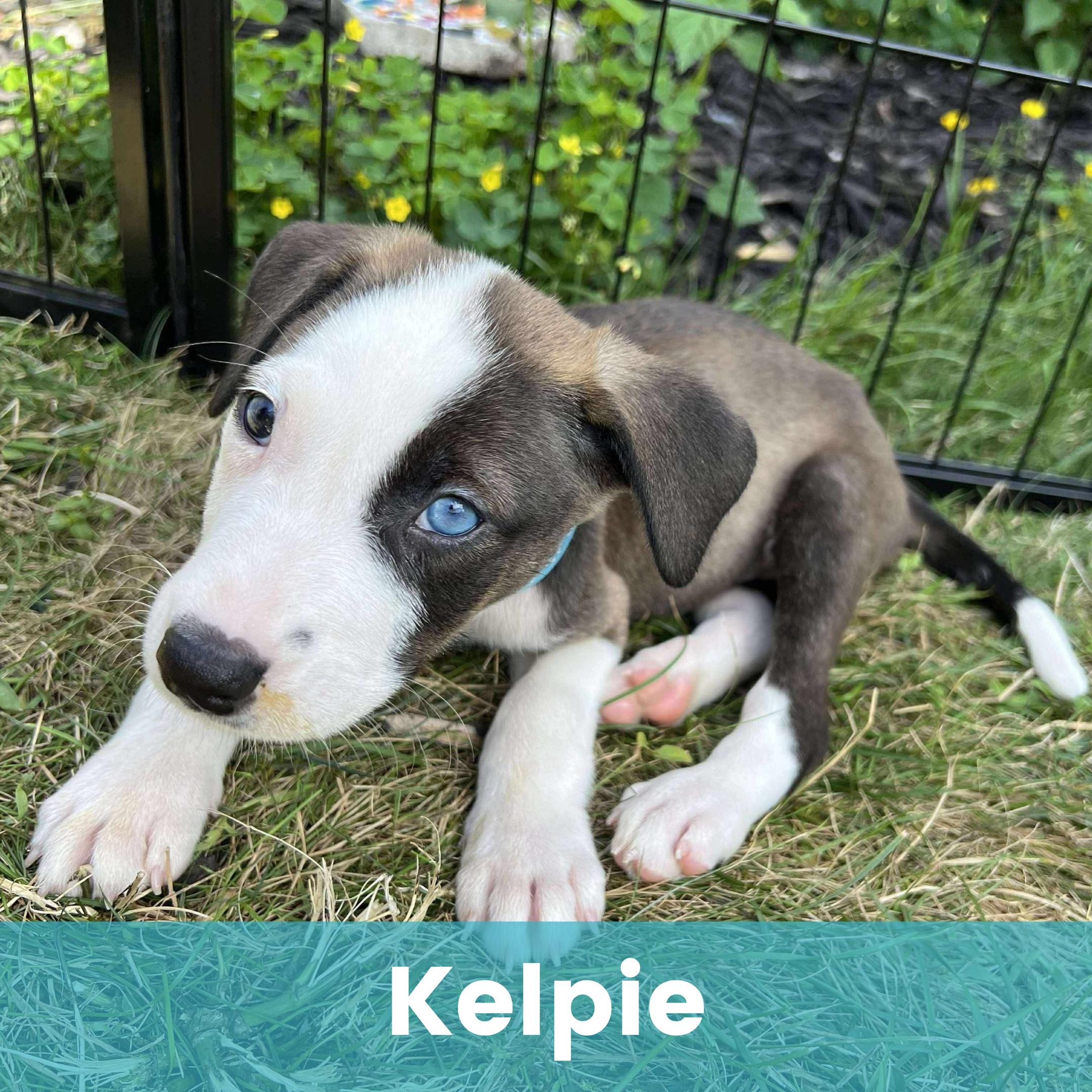 Kelpie