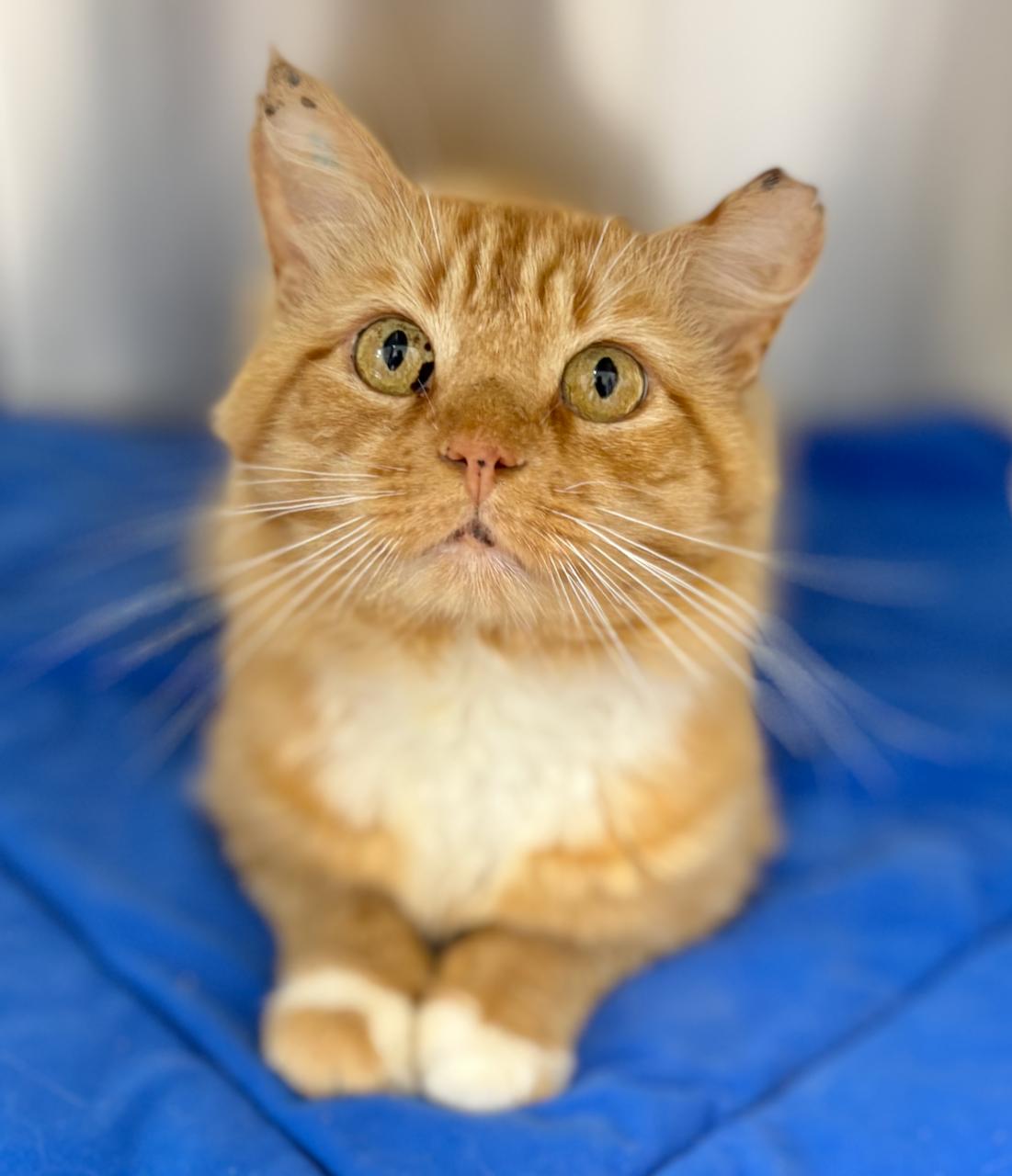 Peter, adoptable, Young Male Domestic Long Hair.