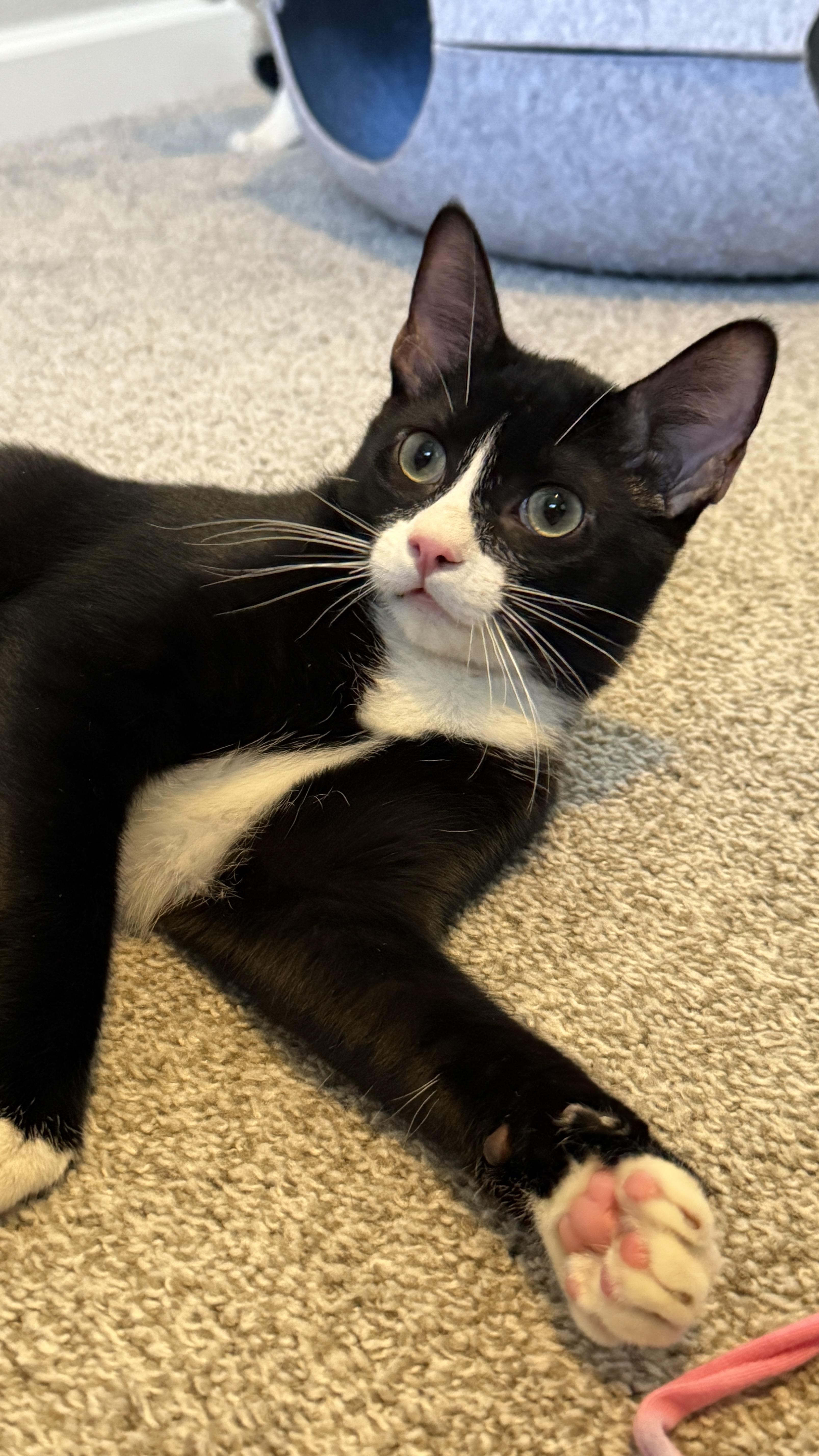 Sylvester (bonded to Link)