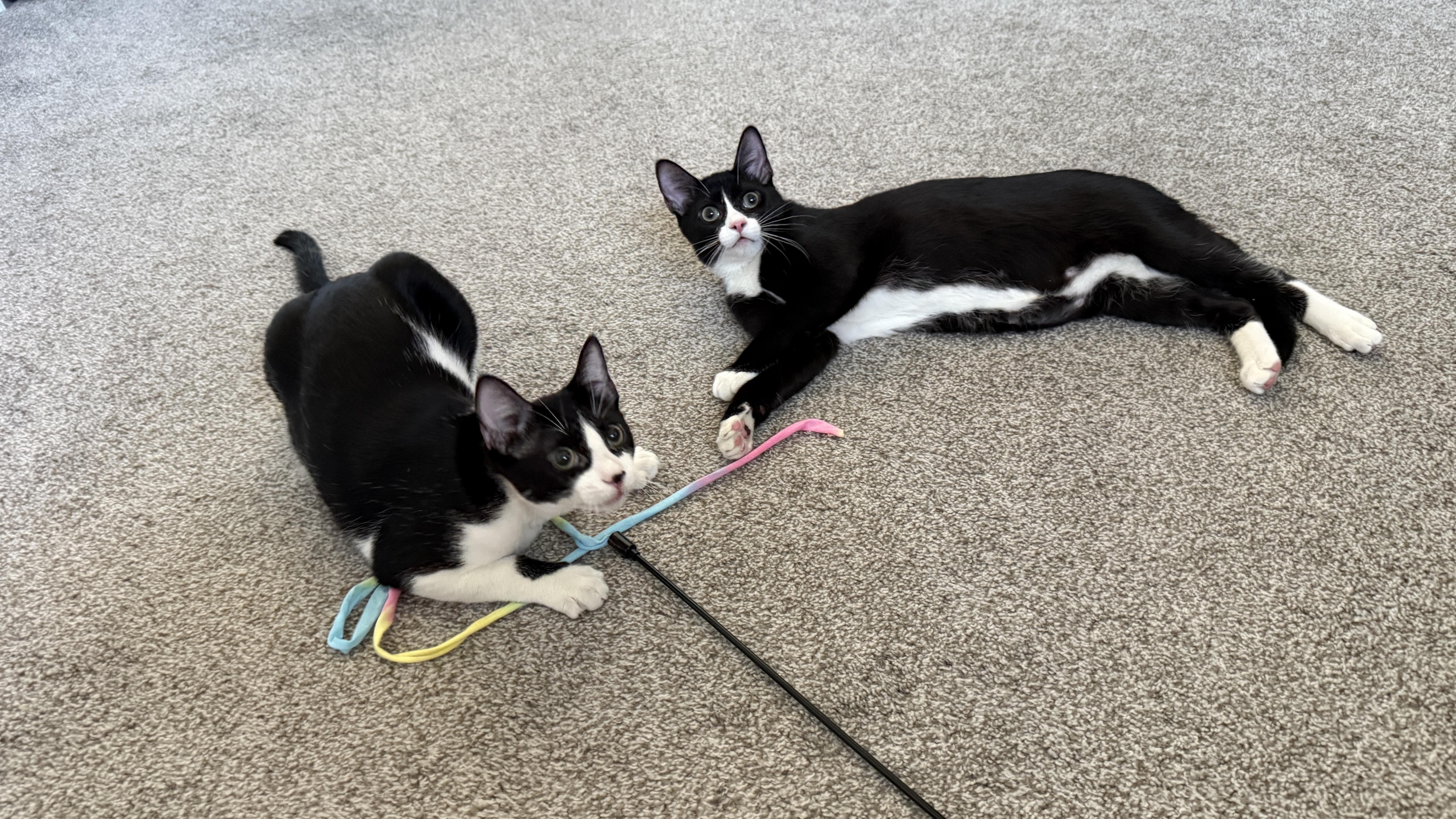 Sylvester (bonded to Link)