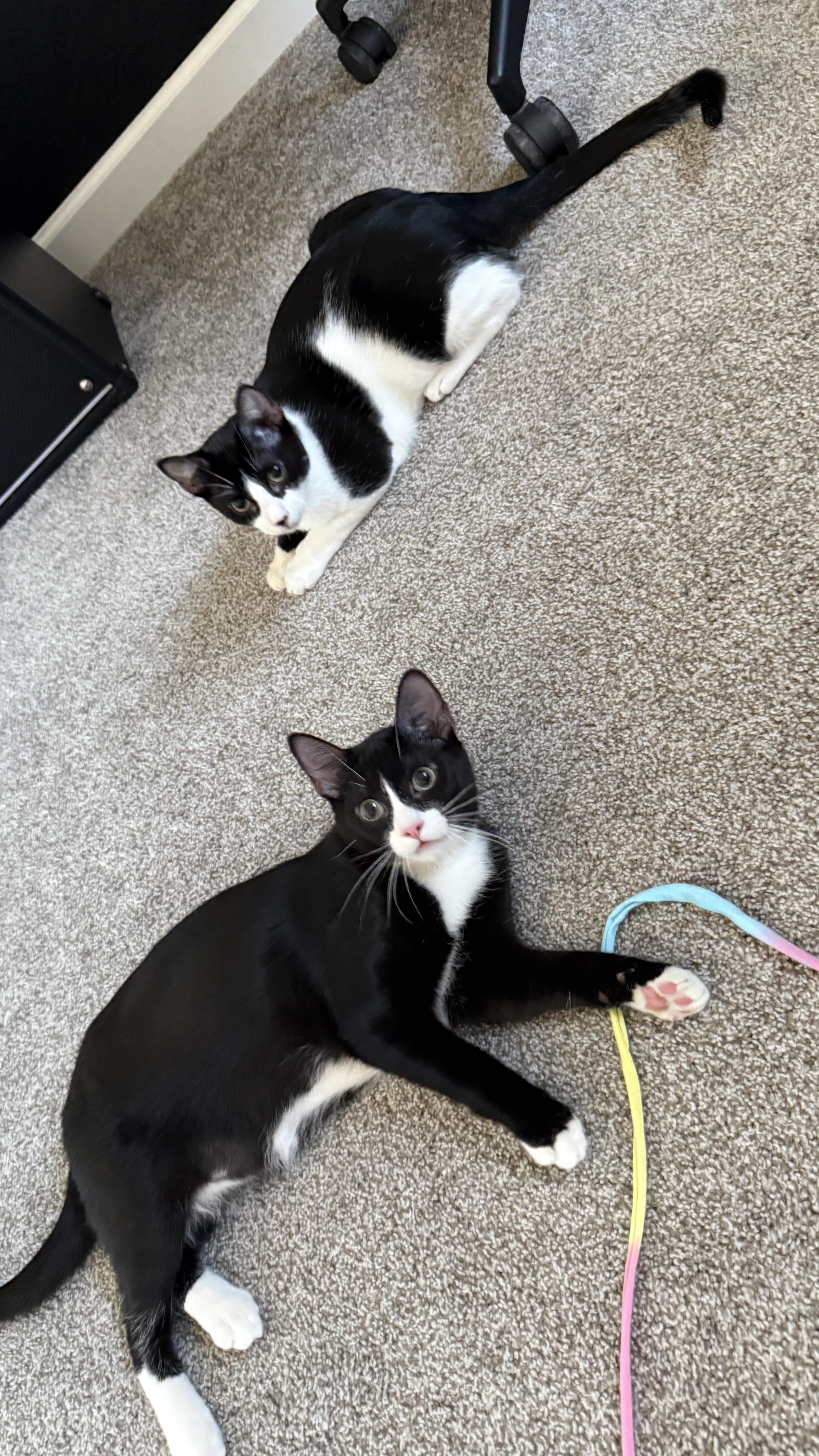 Sylvester (bonded to Link), a Adoptable Domestic Short Hair in Colorado Springs, CO image 6/6