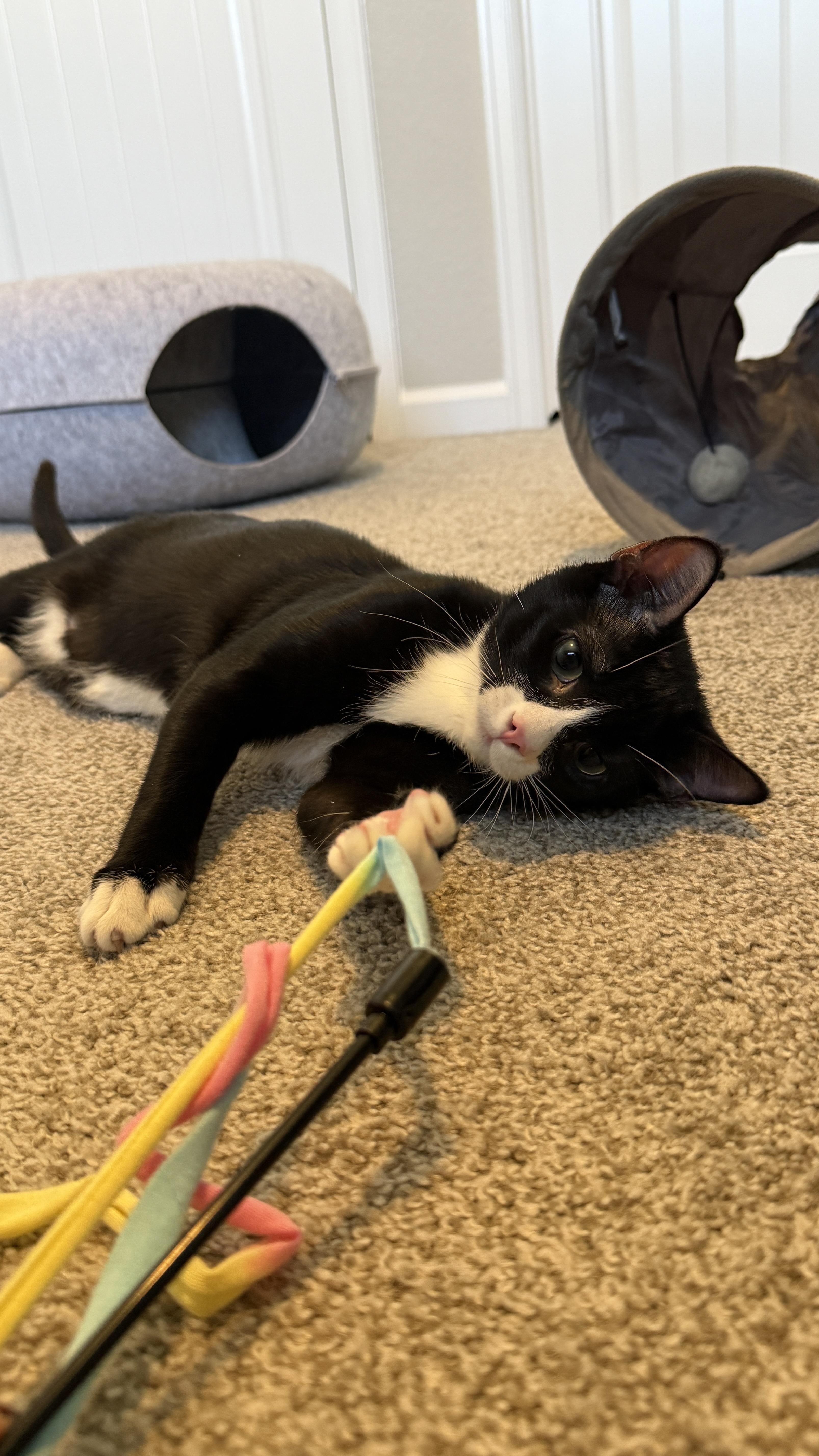 Sylvester (bonded to Link), a Adoptable Domestic Short Hair in Colorado Springs, CO image 1/6