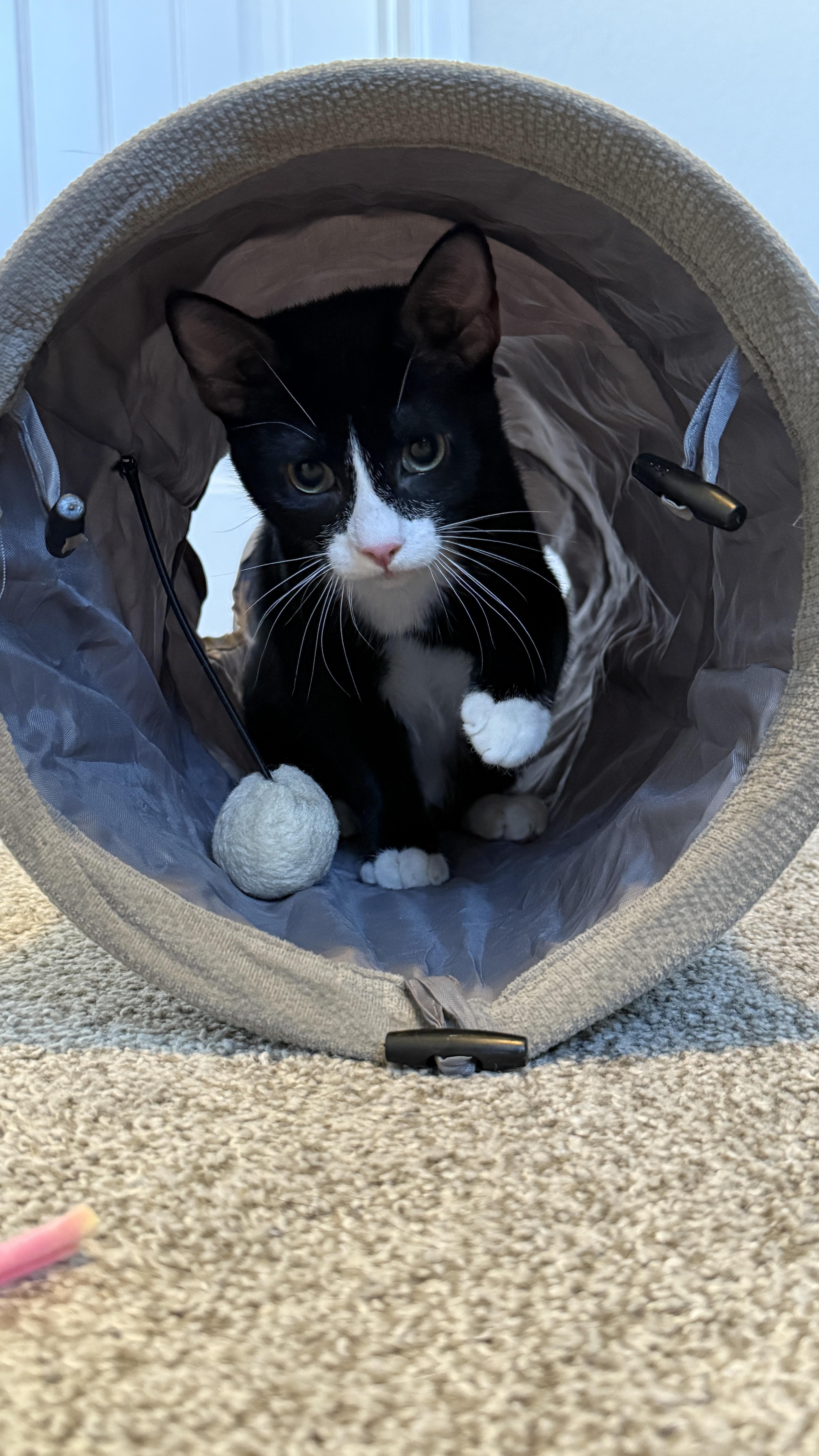 Sylvester (bonded to Link), a Adoptable Domestic Short Hair in Colorado Springs, CO image 3/6