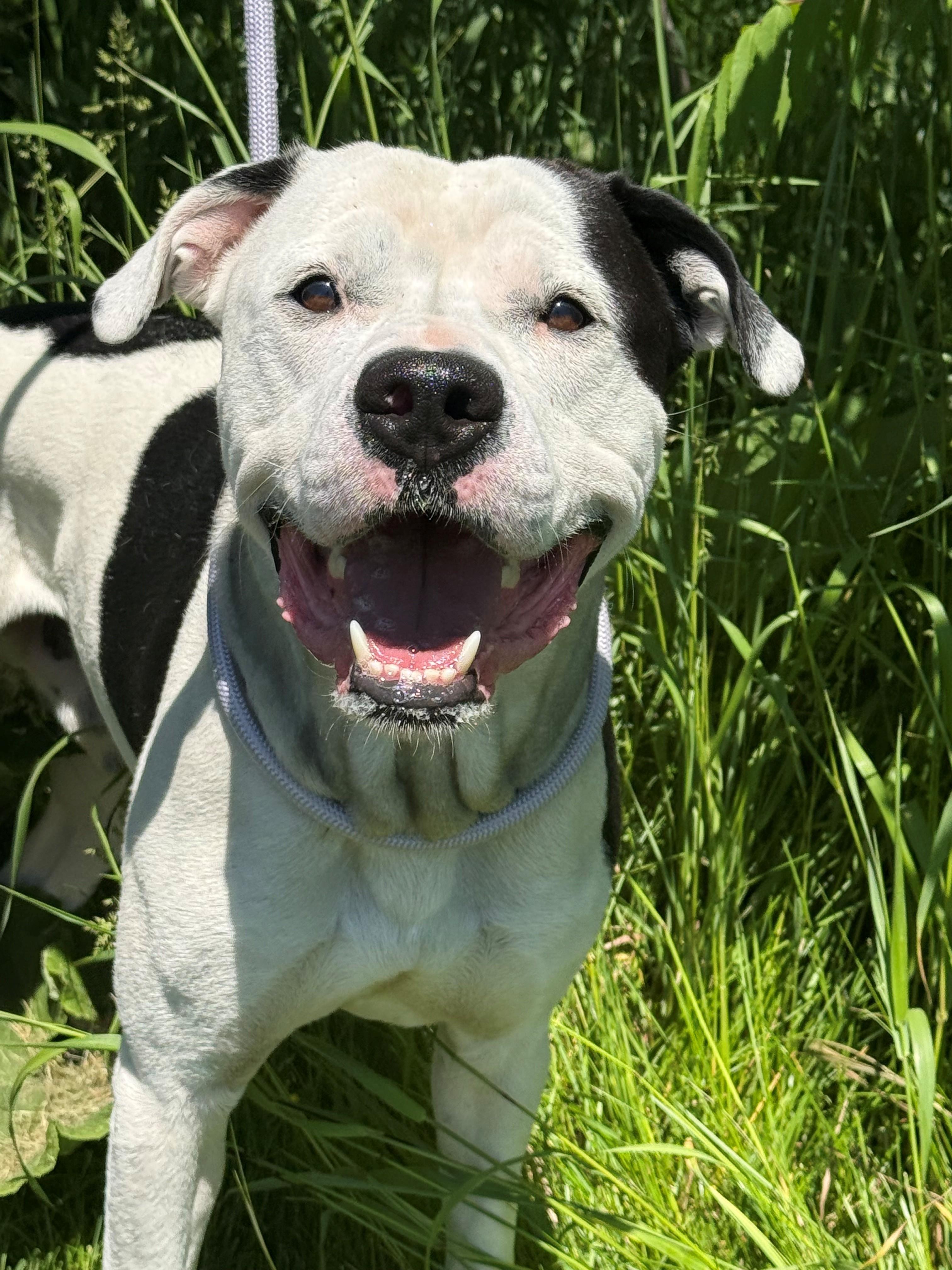 Enlarge Petey, an adoptable mixed breed in Hamilton, ON image 1/3