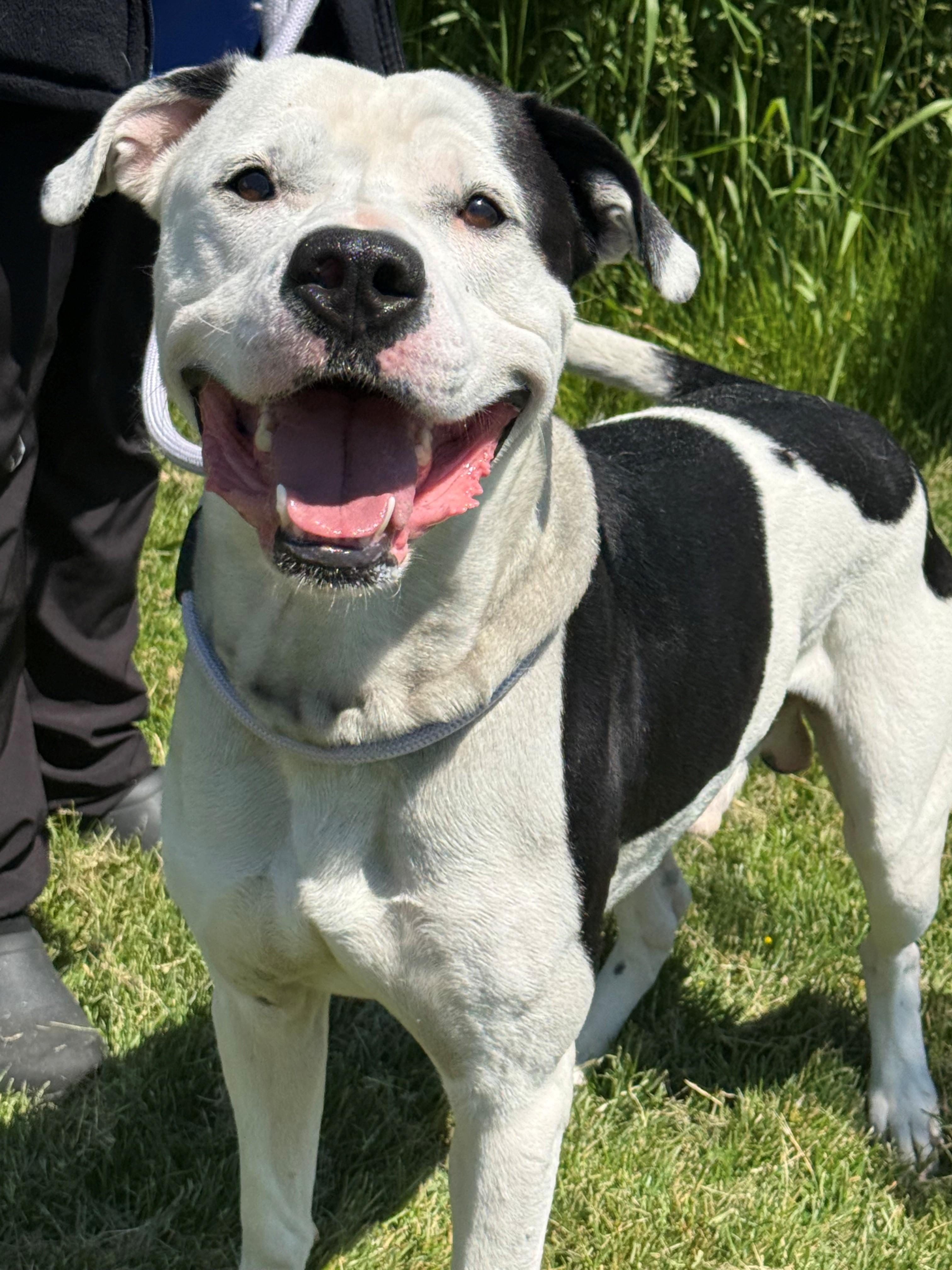 Enlarge Petey, an adoptable mixed breed in Hamilton, ON image 2/3