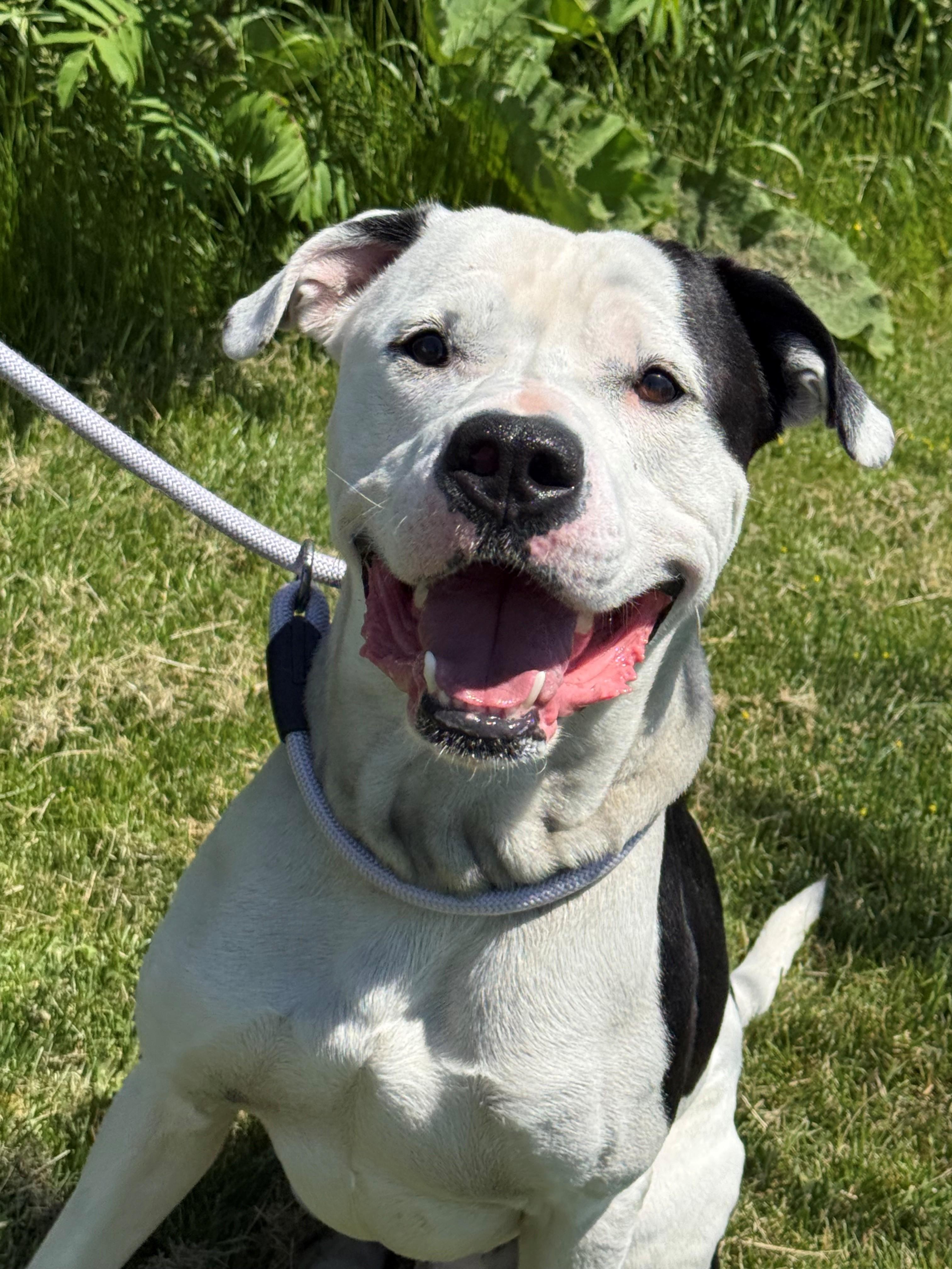 Enlarge Petey, an adoptable mixed breed in Hamilton, ON image 3/3
