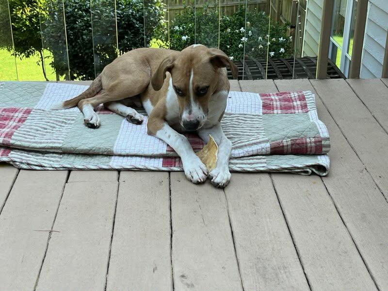 Enlarge Brodie, a Adoptable mixed breed in Sheboygan, WI image 3/4