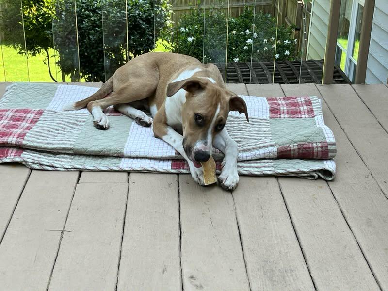 Enlarge Brodie, a Adoptable mixed breed in Sheboygan, WI image 2/4