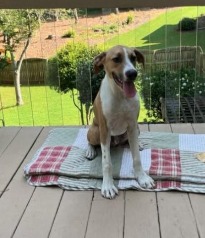 Enlarge Brodie, a Adoptable mixed breed in Sheboygan, WI image 4/4