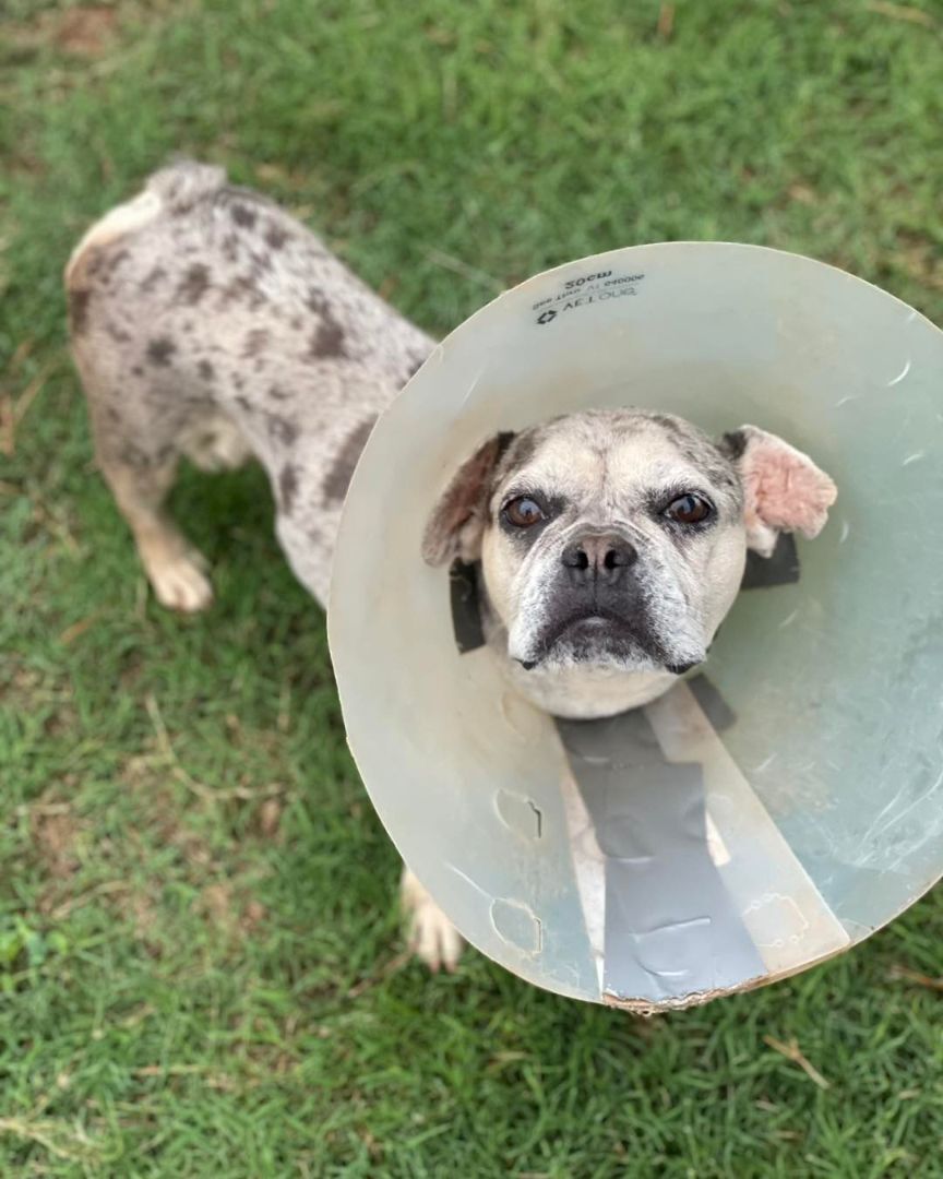 Enlarge Katinka, a Adopted French Bulldog in Grayson, GA image 1/11