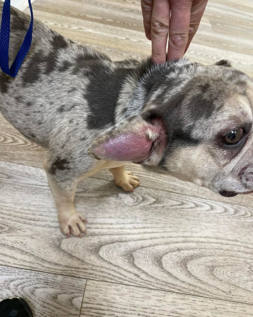 Enlarge Katinka, a Adopted French Bulldog in Grayson, GA image 2/11